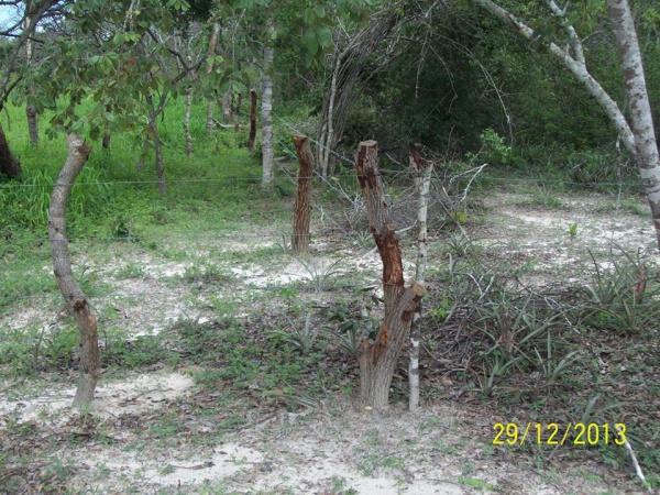 Grilagem e desmatamento colocam em risco fauna e flora da região.