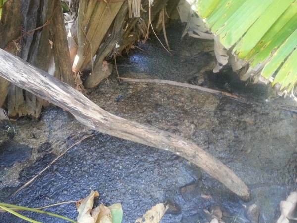Cocó in natura... Bananas são contaminadas... Más bananas não setem cheiro de esgoto!...